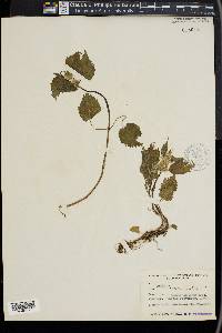 Lamium album image