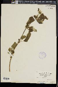 Lamium album image