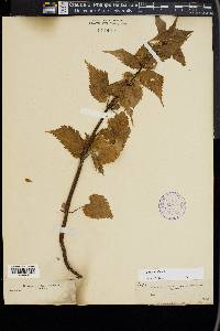 Lamium album image