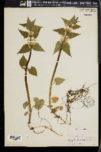 Lamium album image