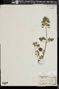 Lamium purpureum image