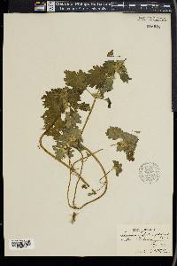 Lamium purpureum image