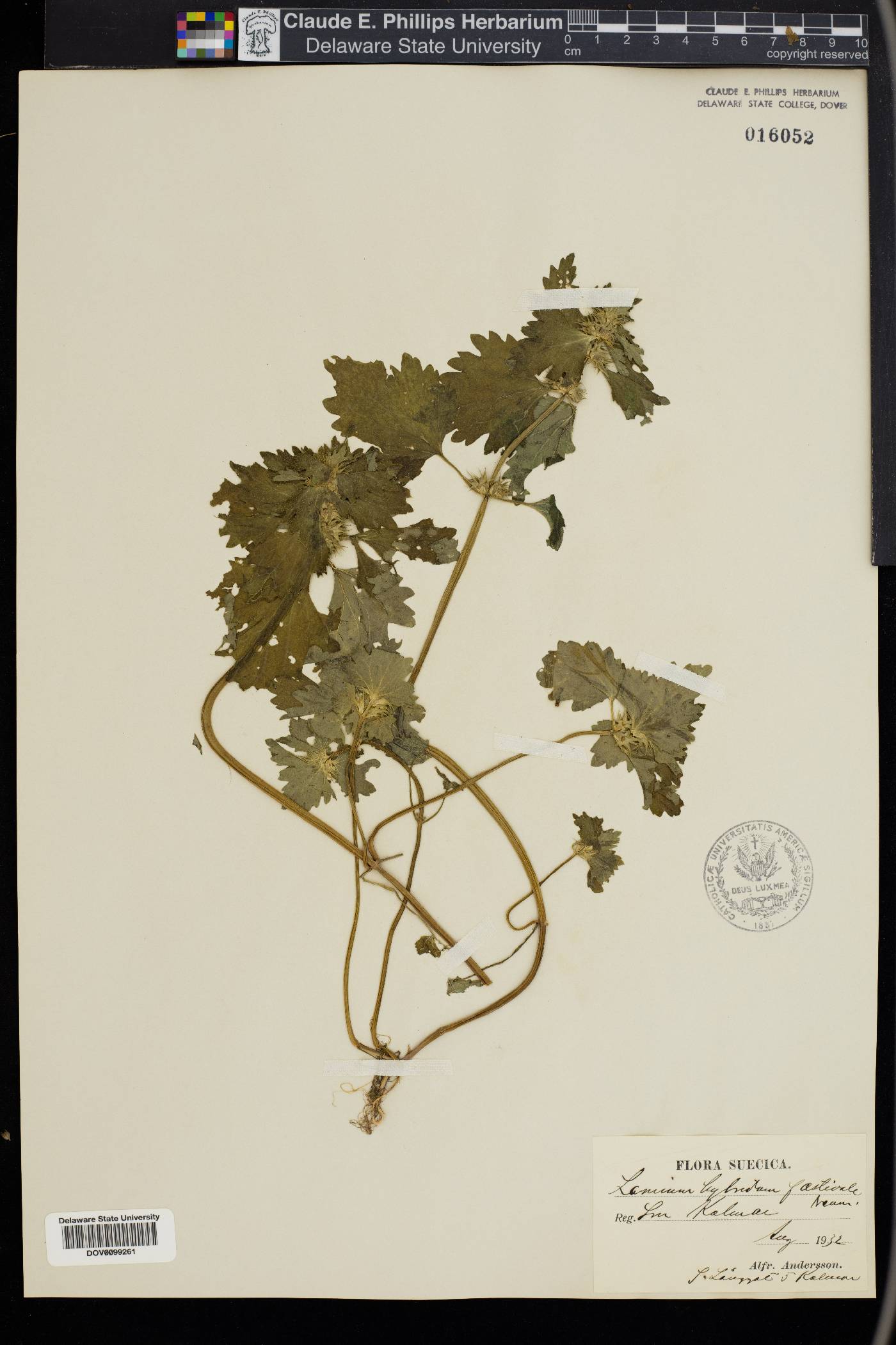 Lamium purpureum var. hybridum image