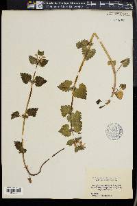 Lamium maculatum image