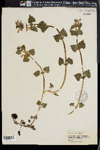 Lamium maculatum image