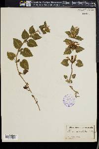 Lamium maculatum image