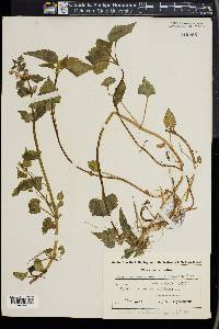 Lamium maculatum image