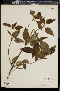 Lamium maculatum image