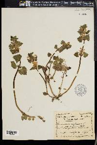 Lamium maculatum image