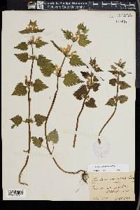 Lamium confertum image