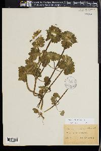 Lamium confertum image