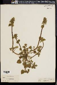 Lamium purpureum image