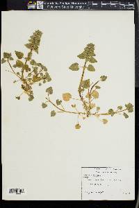 Lamium purpureum image