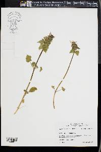 Lamium purpureum image