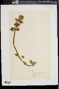 Lamium purpureum image