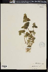 Lamium purpureum image