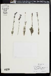 Lavandula angustifolia image