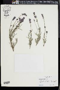 Lavandula angustifolia image