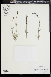 Lavandula angustifolia image