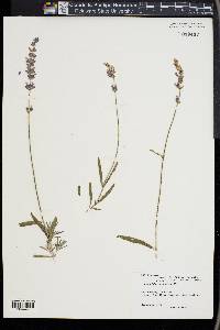 Lavandula angustifolia image