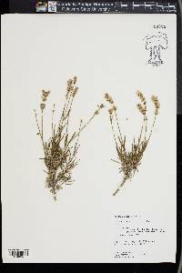 Lavandula angustifolia image