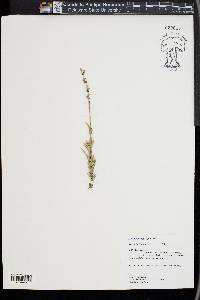 Lavandula angustifolia image