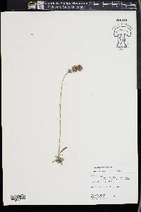 Lavandula angustifolia image