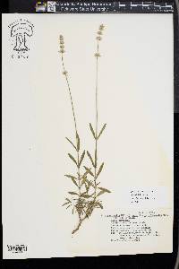 Lavandula angustifolia image