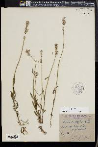 Lavandula angustifolia image