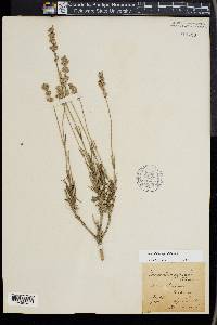 Lavandula angustifolia image