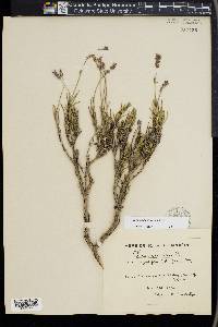 Lavandula angustifolia image