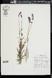 Lavandula angustifolia image