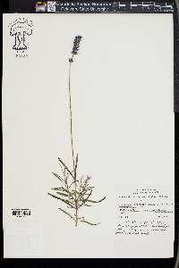 Lavandula angustifolia image