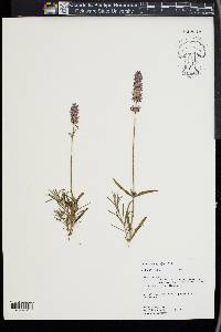 Lavandula angustifolia image