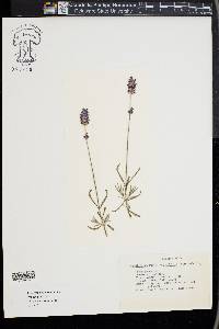 Lavandula angustifolia image