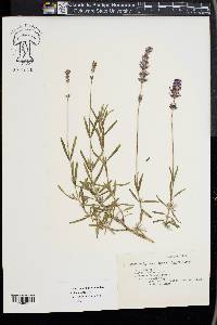 Lavandula angustifolia image