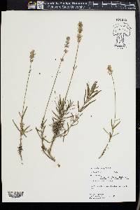 Lavandula angustifolia image