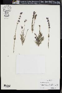 Lavandula angustifolia image