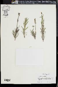 Lavandula angustifolia image