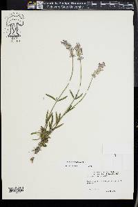 Lavandula angustifolia image