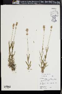 Lavandula angustifolia image