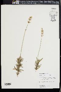 Lavandula angustifolia image