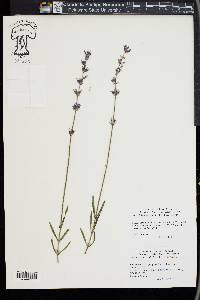 Lavandula angustifolia image