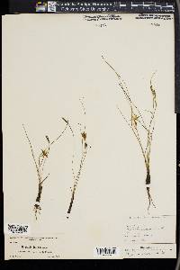 Hypoxis juncea image