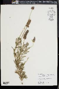 Lavandula dentata image