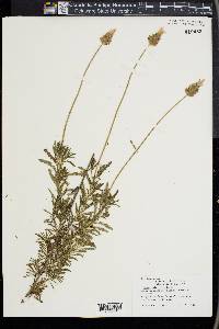 Lavandula dentata image