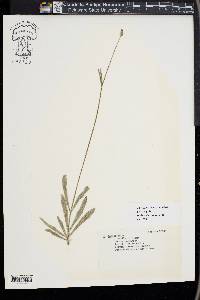 Lavandula lanata image