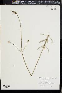 Lavandula lanata image