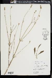 Lavandula latifolia image