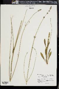 Lavandula latifolia image